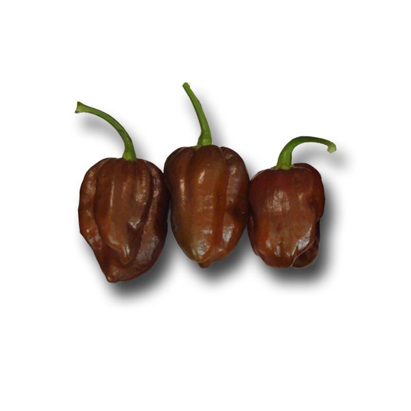 Habanero Chocolate Seeds - Lucifer's House of Heat