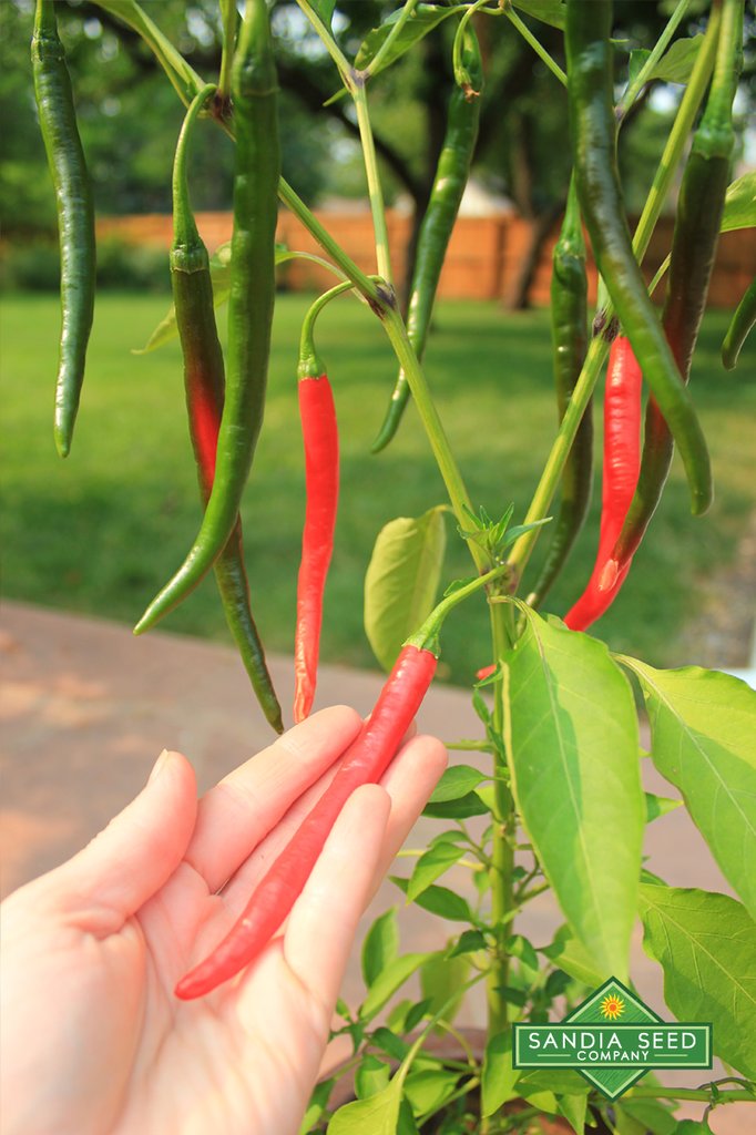 Goat Horn Pepper Seeds – Lucifer's House of Heat