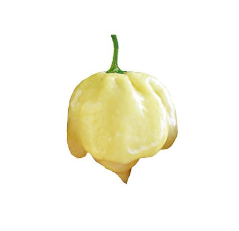 Trinidad 7 Pot White Seeds - Lucifer's House of Heat